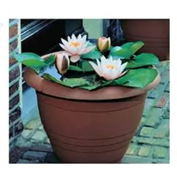 Lotus Plant11-5603510-28438.webp